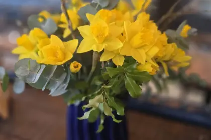 Daffodils 2026